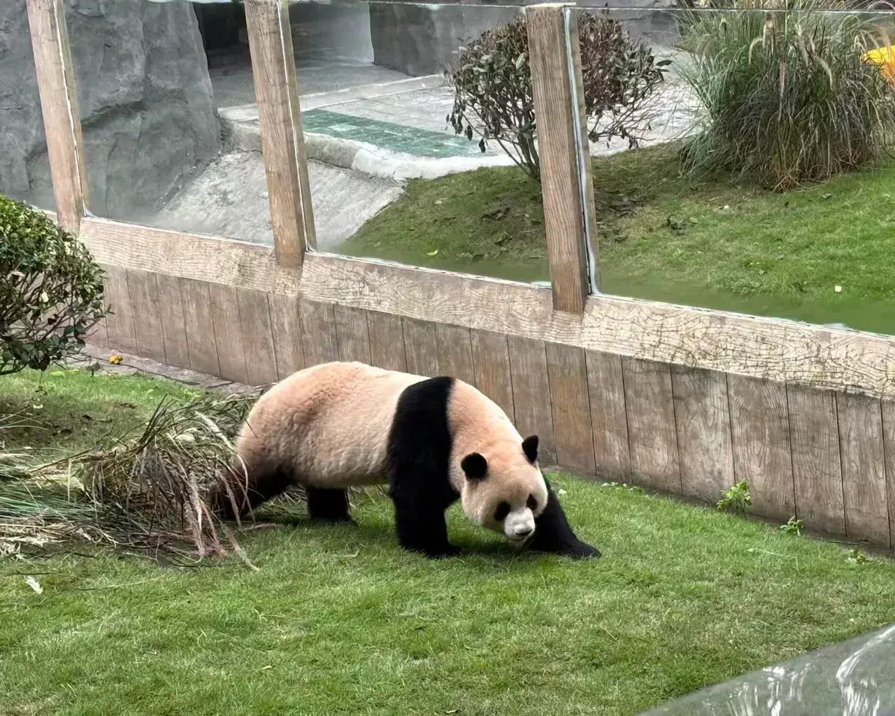 Giant panda at Chongqing Zoo