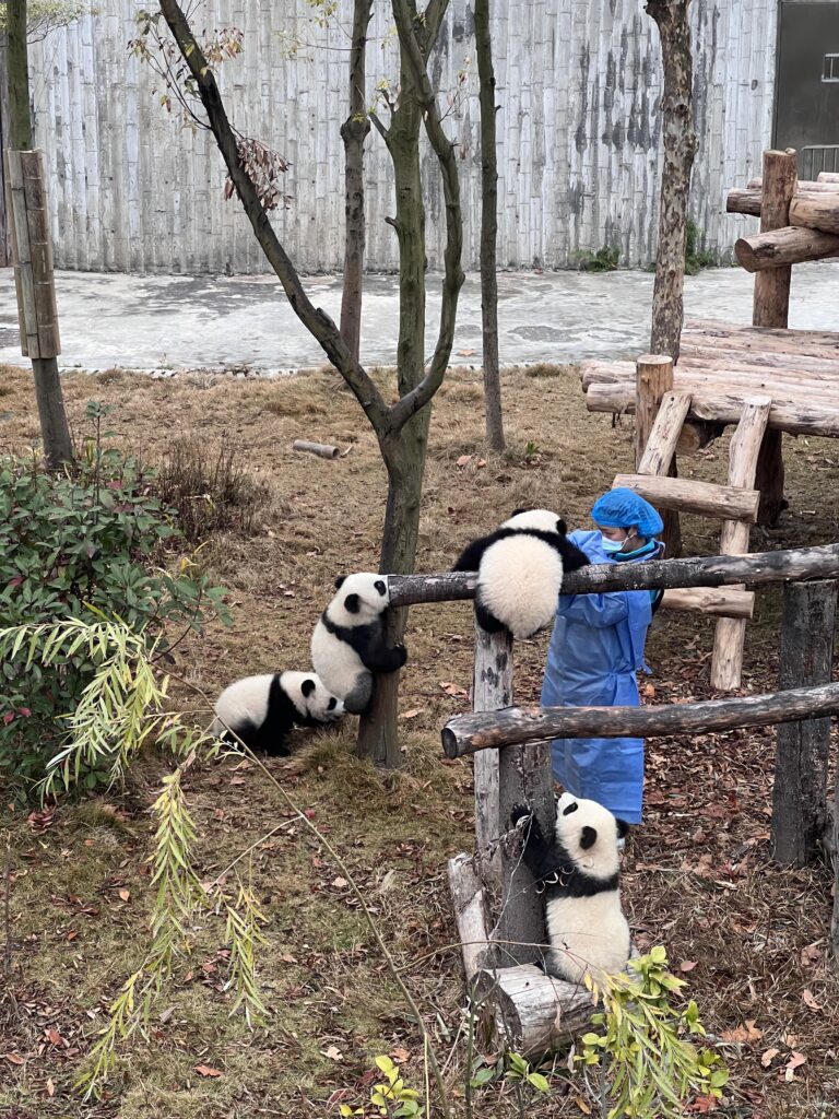 Chengdu Research Base of Giant Panda Breeding