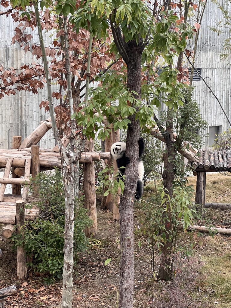 Chengdu Research Base of Giant Panda Breeding