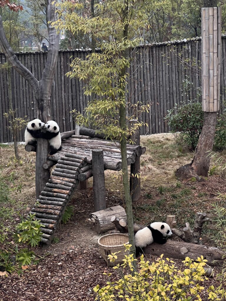 Chengdu Research Base of Giant Panda Breeding