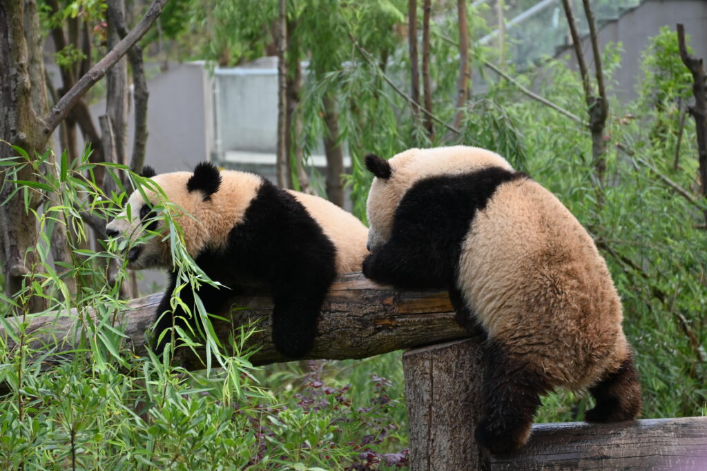 Chengdu Research Base of Giant Panda Breeding