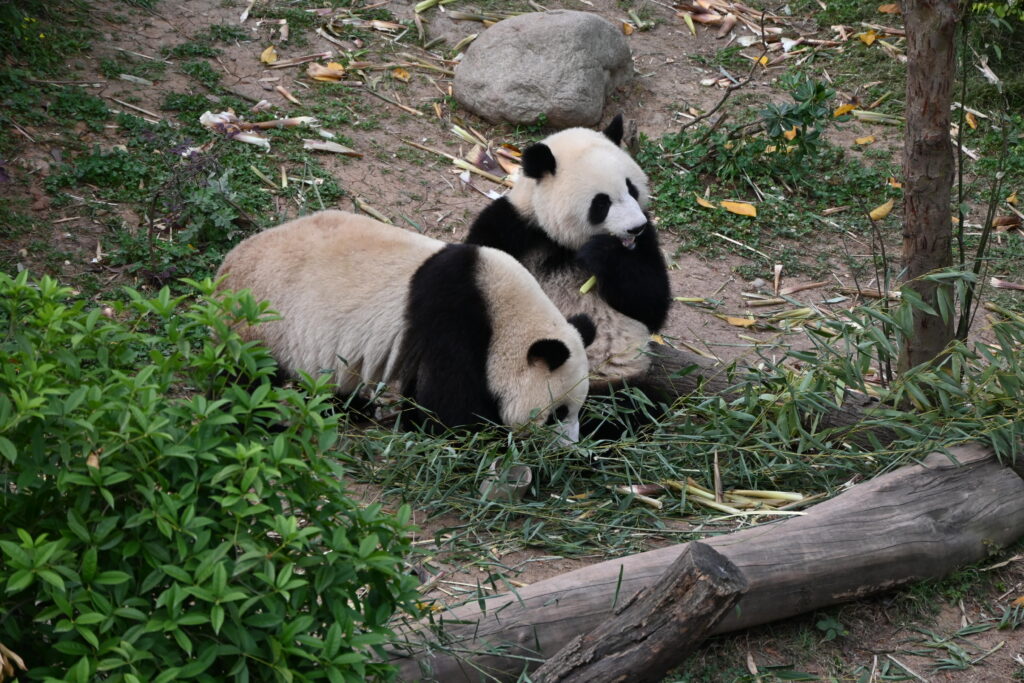Chengdu Research Base of Giant Panda Breeding