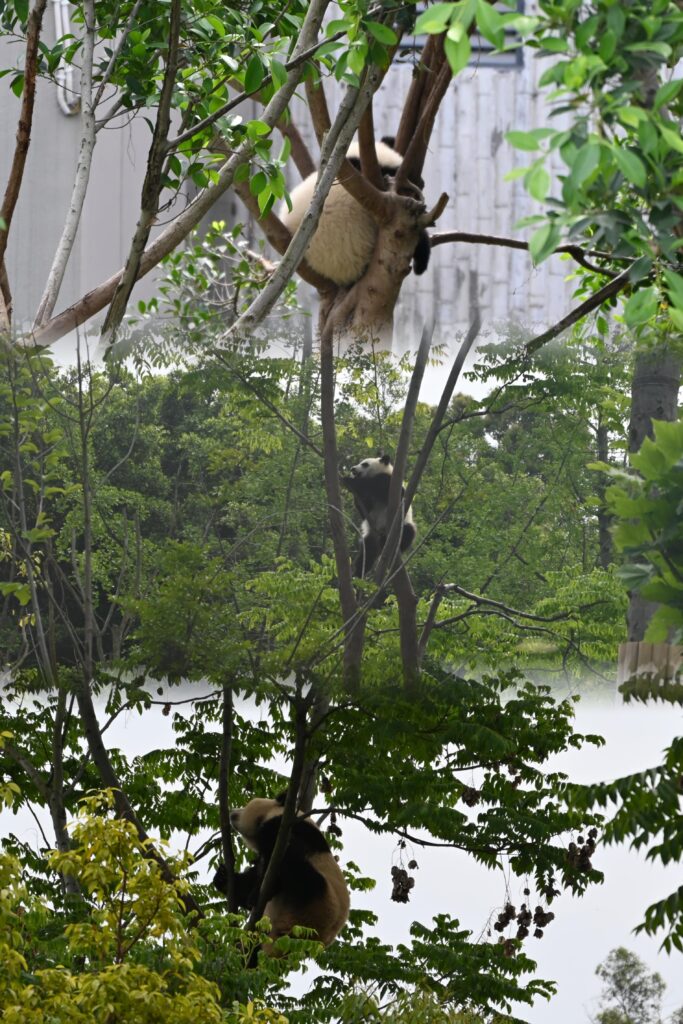 Chengdu Research Base of Giant Panda Breeding