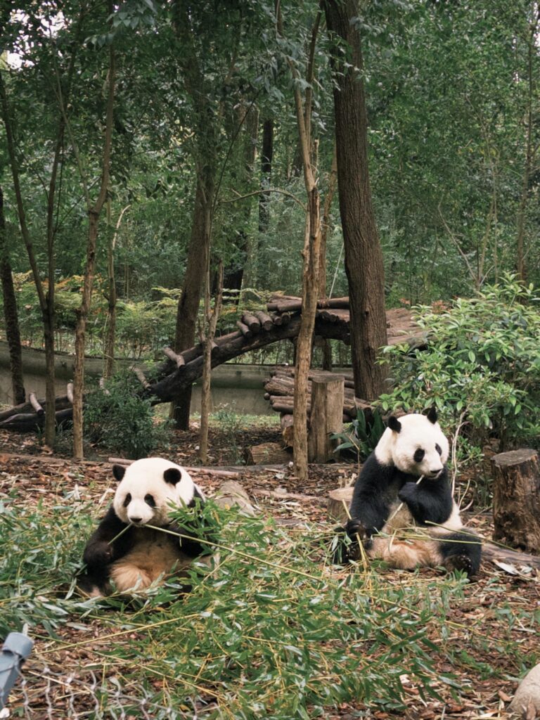 Chengdu Research Base of Giant Panda Breeding