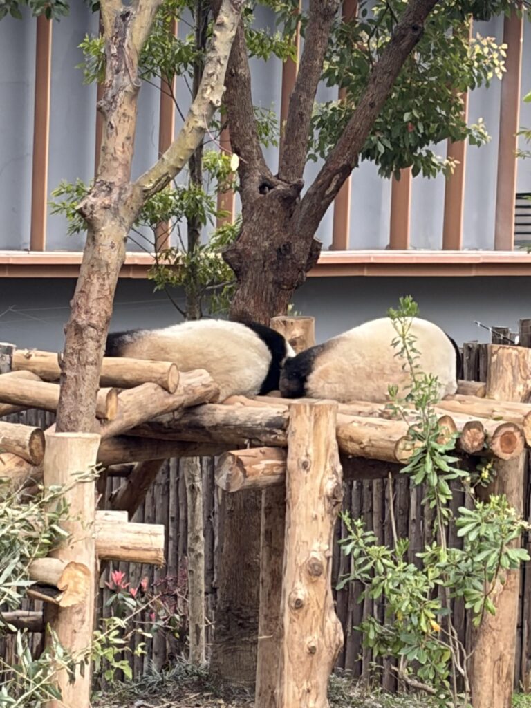 Chengdu Research Base of Giant Panda Breeding