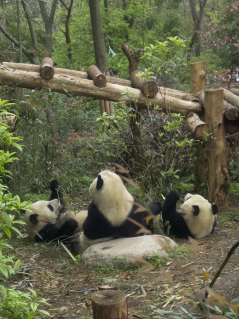 Chengdu Research Base of Giant Panda Breeding
