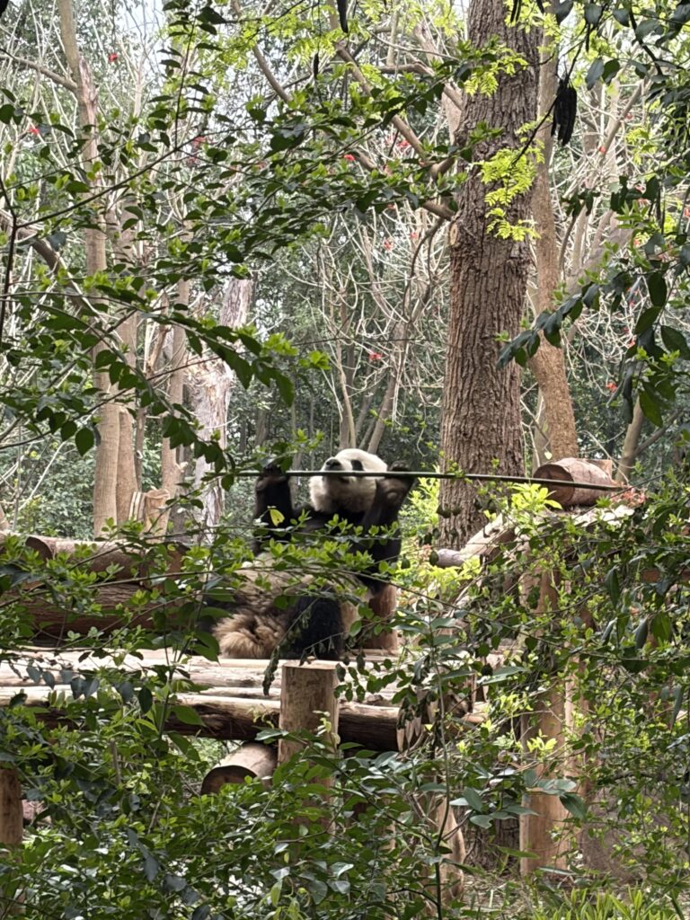 Chengdu Research Base of Giant Panda Breeding