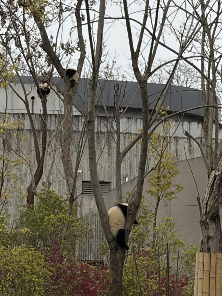 Chengdu Research Base of Giant Panda Breeding